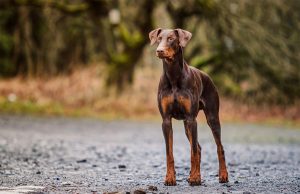 Rasă Dobermann descriere, personaj, fotografie, totul despre câini