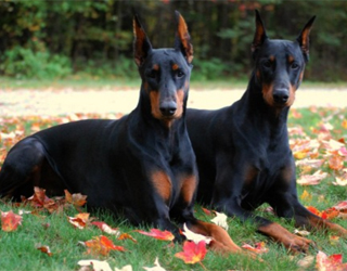 Rasă Dobermann descriere, personaj, fotografie, totul despre câini