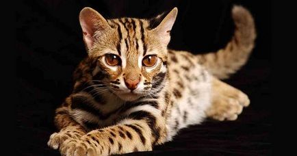 Descrierea pisicilor Serengeti, natura, ingrijire, video
