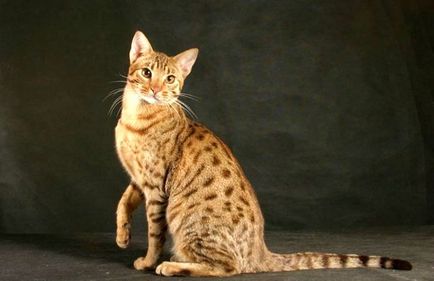 Порода кішок Серенгеті опис, характер, догляд, відео