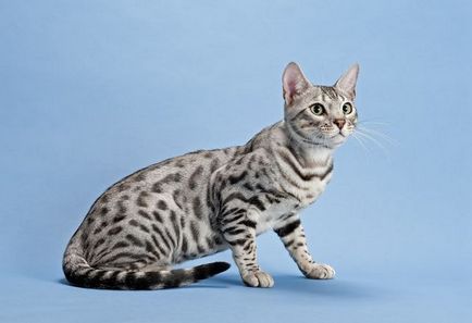 Порода кішок Серенгеті опис, характер, догляд, відео