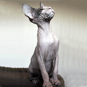 Szfinx macska fajta, fotó - meztelen macska, kopasz macska