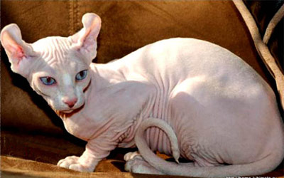 Rasă de pisici Sphynx, pisică foto - goală, pisică cheală