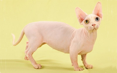 Szfinx macska fajta, fotó - meztelen macska, kopasz macska