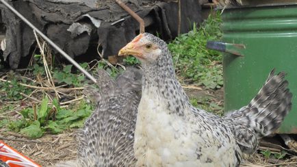 Breed csirkék Borkovskaya Képi jellemzők és sajátosságai