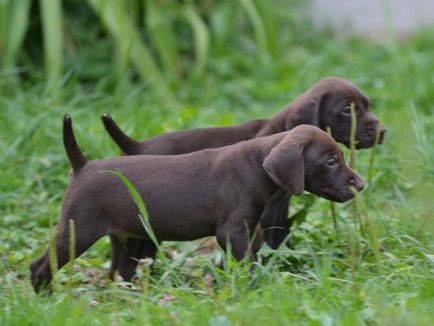 Breed Dog Kurzhaar - gyönyörű fotók a kölykök és felnőtt kutyák