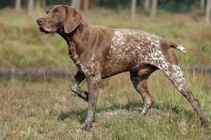 Breed Dog Kurzhaar - gyönyörű fotók a kölykök és felnőtt kutyák