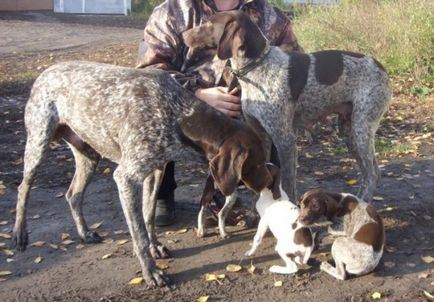 Dog breat kurtshaar - fotografii frumoase de catelusi si caini adulti