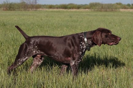 Breed Dog Kurzhaar - gyönyörű fotók a kölykök és felnőtt kutyák