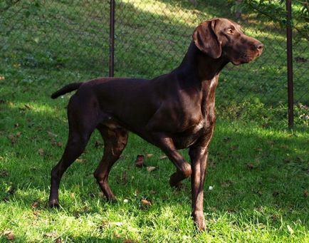 Dog breat kurtshaar - fotografii frumoase de catelusi si caini adulti