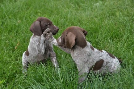 Breed Dog Kurzhaar - gyönyörű fotók a kölykök és felnőtt kutyák