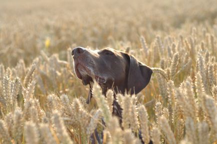 Dog breat kurtshaar - fotografii frumoase de catelusi si caini adulti