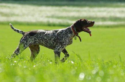 Dog breat kurtshaar - fotografii frumoase de catelusi si caini adulti