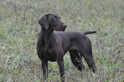 Breed Dog Kurzhaar - gyönyörű fotók a kölykök és felnőtt kutyák