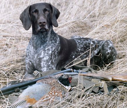 Dog breat kurtshaar - fotografii frumoase de catelusi si caini adulti