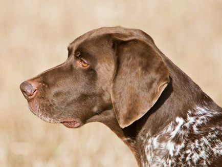 Порода собак курцхаар - красиві фото цуценят і дорослих собак