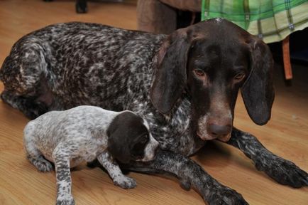 Breed Dog Kurzhaar - gyönyörű fotók a kölykök és felnőtt kutyák