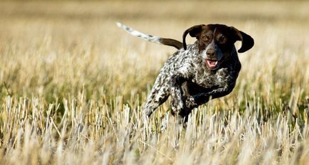 Dog breat kurtshaar - fotografii frumoase de catelusi si caini adulti