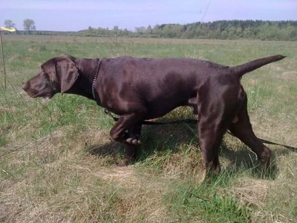 Breed Dog Kurzhaar - gyönyörű fotók a kölykök és felnőtt kutyák