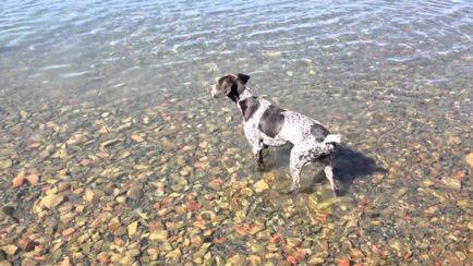 Dog breat kurtshaar - fotografii frumoase de catelusi si caini adulti