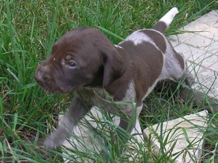 Breed Dog Kurzhaar - gyönyörű fotók a kölykök és felnőtt kutyák