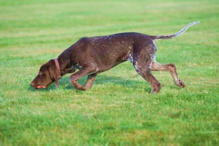 Порода собак курцхаар - красиві фото цуценят і дорослих собак