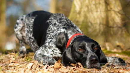 Breed Dog Kurzhaar - gyönyörű fotók a kölykök és felnőtt kutyák