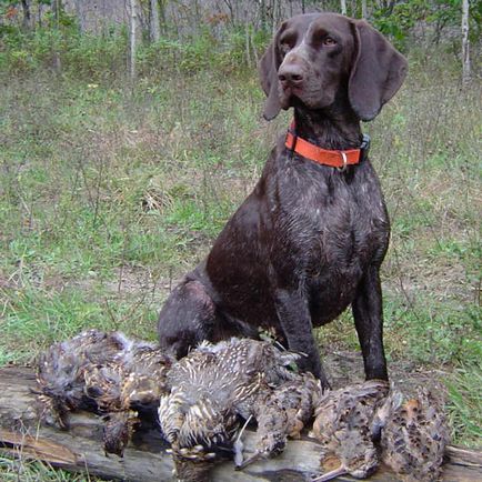 Breed Dog Kurzhaar - gyönyörű fotók a kölykök és felnőtt kutyák