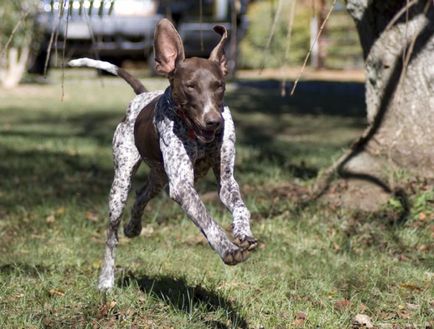 Dog breat kurtshaar - fotografii frumoase de catelusi si caini adulti