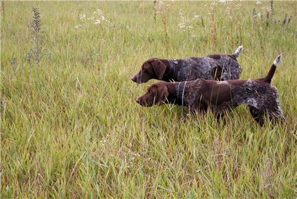 Breed Dog Kurzhaar - gyönyörű fotók a kölykök és felnőtt kutyák