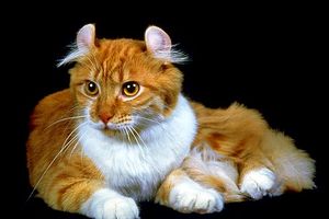 Породи кішок, кішки, коти і кошенята - мишок немає! Part 4