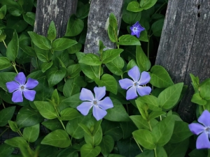 Plantați o vinca în grădina dvs. și îngrijiți-o