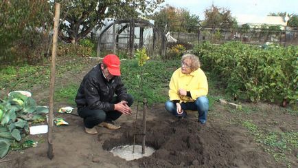 Plantarea pomilor fructiferi, distanța dintre ele