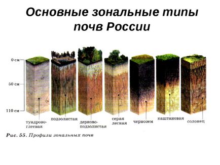 Plantarea pomilor fructiferi, distanța dintre ele