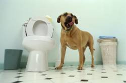 Sfaturi practice despre cum să dezinfectați un câine acasă