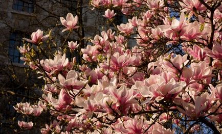 Reguli de îngrijire pentru magnolia, flori în grădină (gospodărie)
