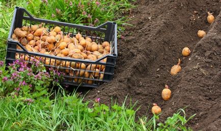 Pregătirea pre-plantă a cartofilor