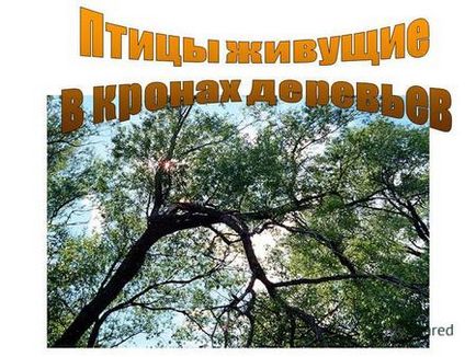 Презентація на тему розповідь ліс природне співтовариство Парамонов денис 3 - а - 2014