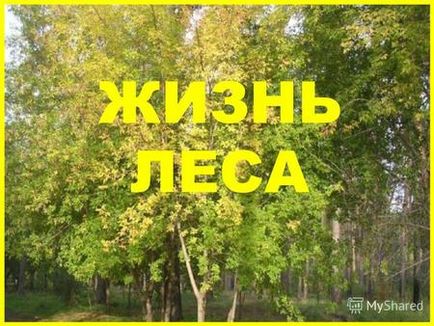 Презентація на тему розповідь ліс природне співтовариство Парамонов денис 3 - а - 2014