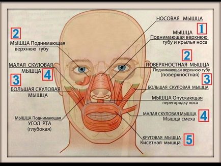 Причини появи носогубних складок і методи позбавлення від «ліній скорботи»