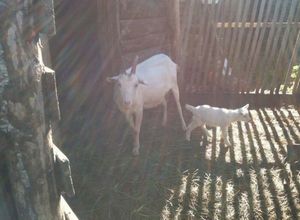 Принцеса, молоко і інстинкти кіз з козенятами - дачні ідеї і досвід садівників