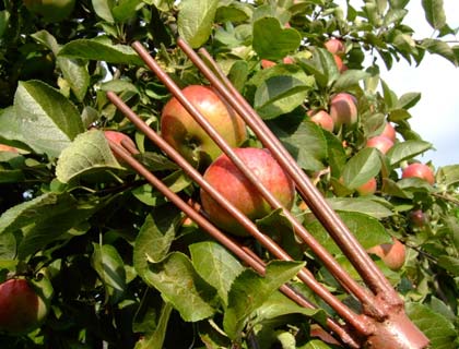 Пристосування для збору яблук робимо Плодознімач своїми руками