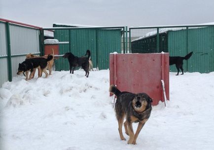 Adăpost pentru animale - vacă