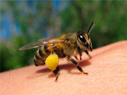 Продукти бджільництва та їх застосування