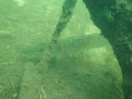 Професія - водолаз під водою ми більше ходимо, ніж плаваємо