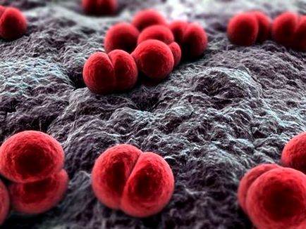 Megelőzés és kezelés A meningococcus fertőzés (megelőzés) Megelőzés és kezelés A meningococcus fertőzés