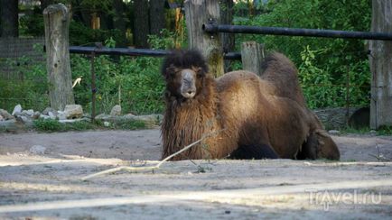 O plimbare prin grădina zoologică din Riga
