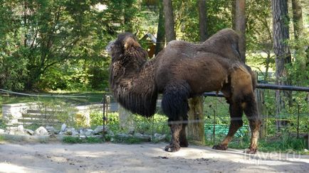 O plimbare prin grădina zoologică din Riga