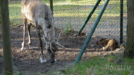 O plimbare prin grădina zoologică din Riga