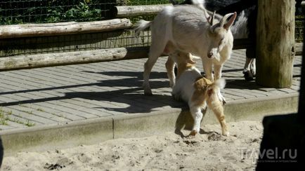 O plimbare prin grădina zoologică din Riga